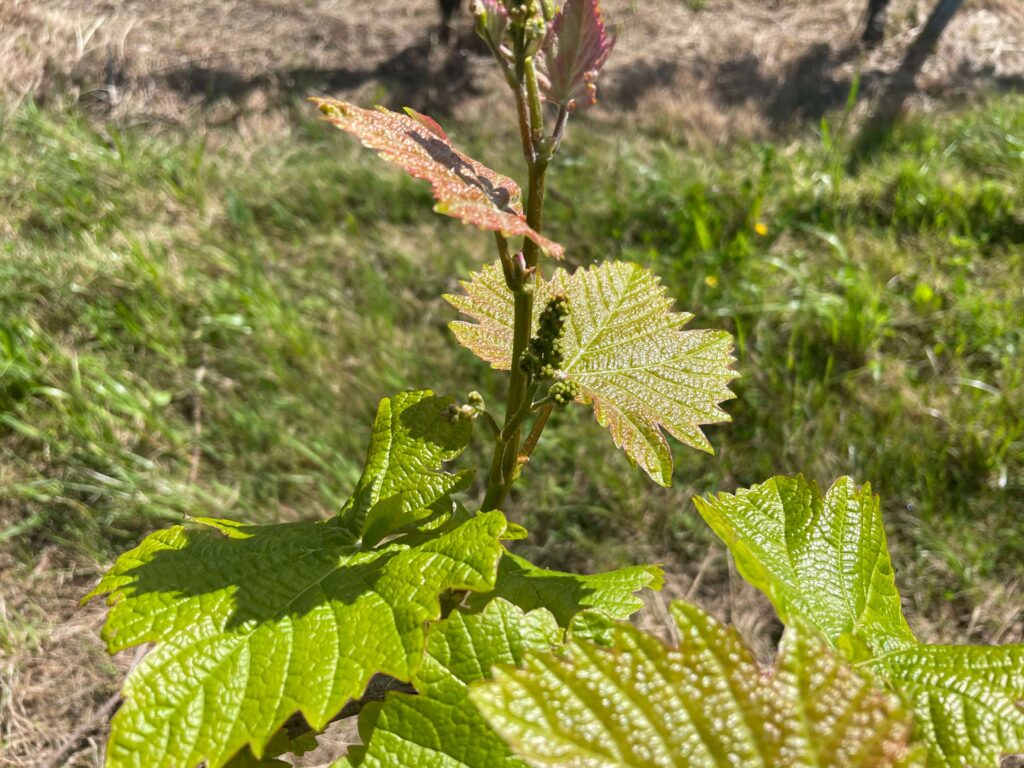 オンダラビ・スリの花と葉のアップ