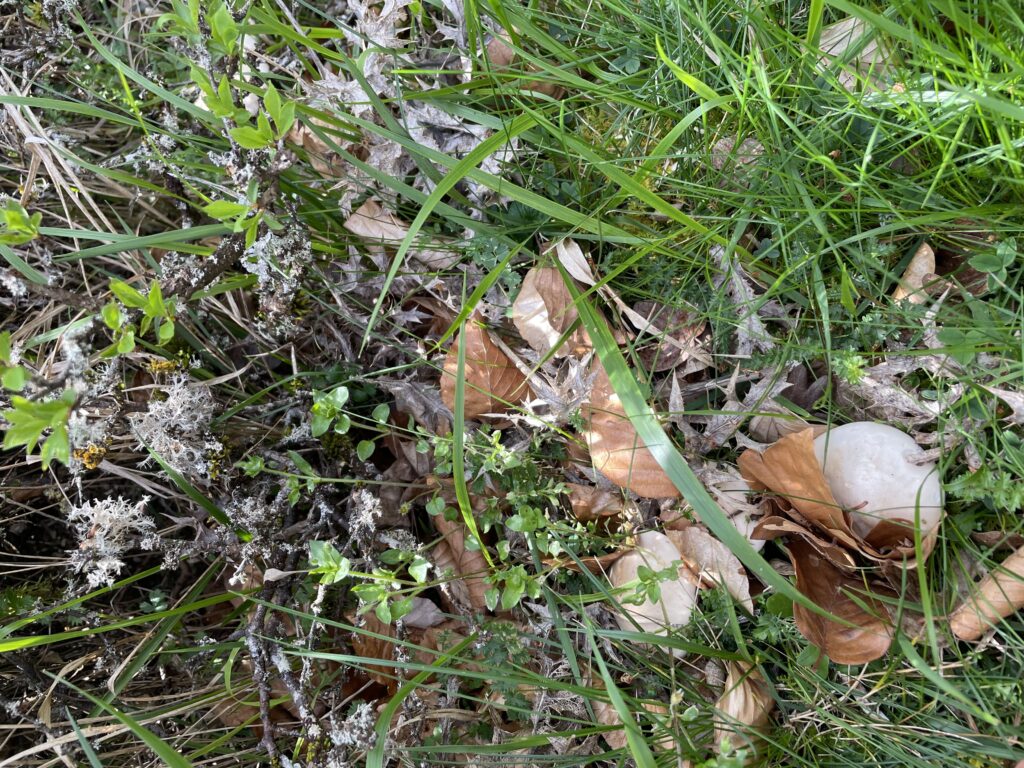 草むらに隠れるバスクの春キノコペレチコ
