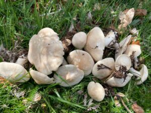 採ったバスクの春きのこペレチコが草の上に並べられている