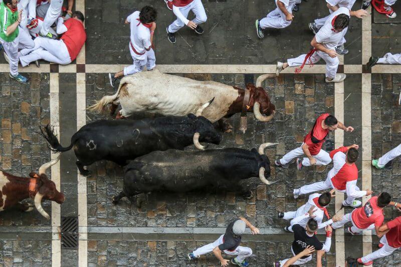 牛追い祭りの牛追いの様子